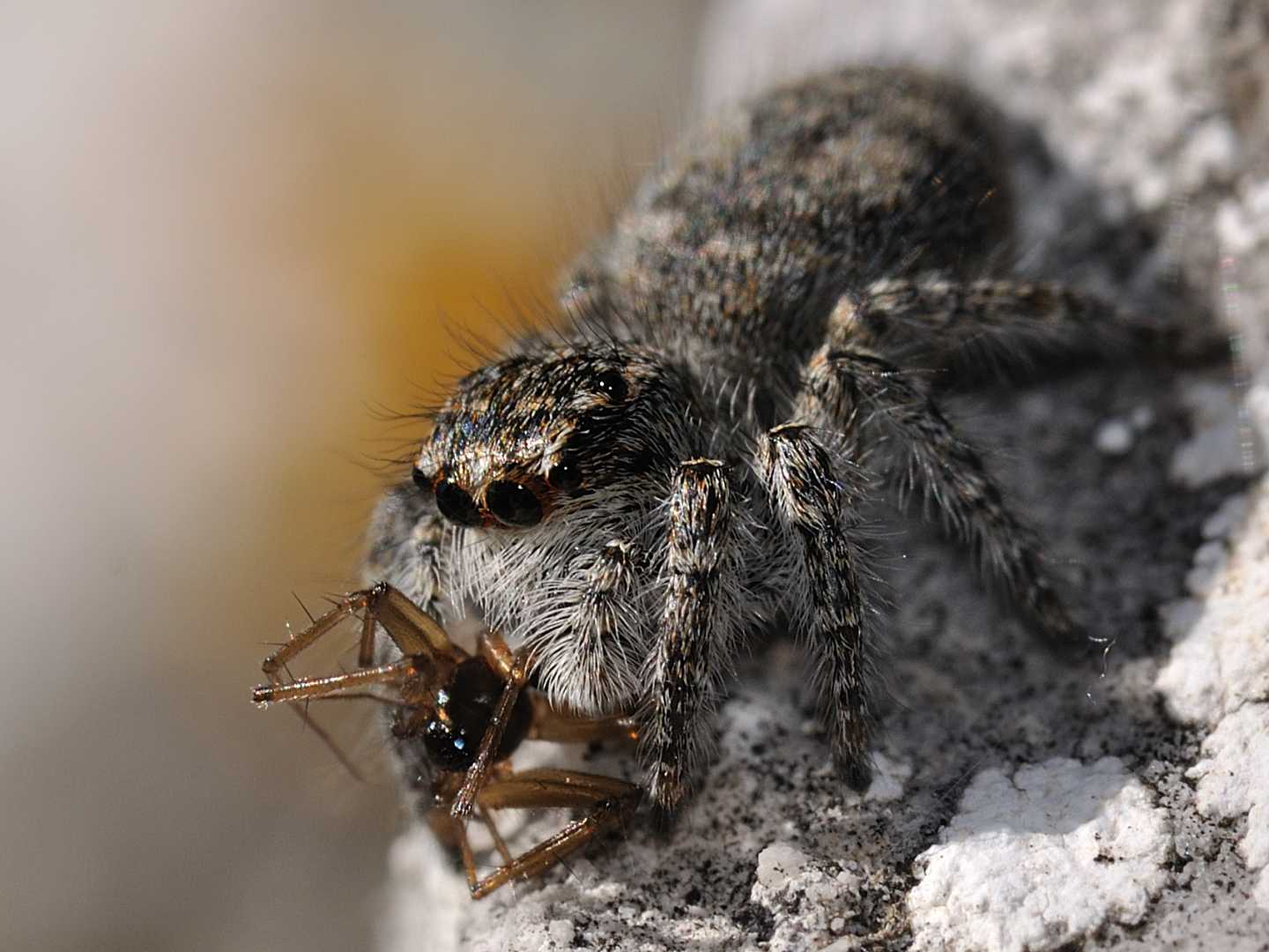 Philaeus chrysops